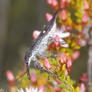 Rhinotia bidentata at Paddys River, ACT - 27 Nov 2022