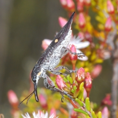 Rhinotia bidentata (Two-spot Rhinotia weevil) at Paddys River, ACT - 27 Nov 2022 by Harrisi