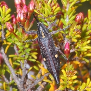 Rhinotia bidentata at Paddys River, ACT - 27 Nov 2022