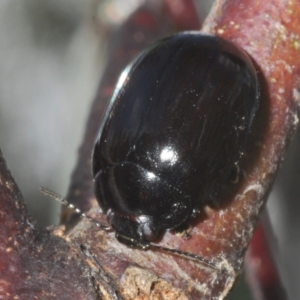 Paropsisterna sp. (genus) at Cotter River, ACT - 27 Nov 2022 05:06 PM