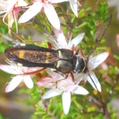 Hesthesis plorator (A longhorn beetle) at Paddys River, ACT - 27 Nov 2022 by Harrisi