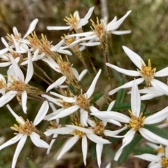 Olearia erubescens (Silky Daisybush) at Wamboin, NSW - 27 Nov 2022 by Komidar