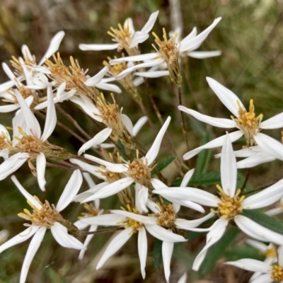 Olearia erubescens (Silky Daisybush) at Wamboin, NSW - 27 Nov 2022 by Komidar