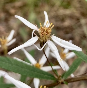 Olearia erubescens at Wamboin, NSW - 28 Nov 2022