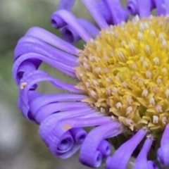 Brachyscome sp. (Cut-leaf Daisy) at Wamboin, NSW - 27 Nov 2022 by Komidar