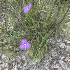 Thysanotus tuberosus subsp. tuberosus (Common Fringe-lily) at Aranda Bushland - 30 Nov 2022 by lbradley