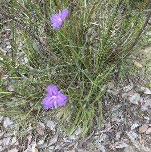 Thysanotus tuberosus subsp. tuberosus at Aranda, ACT - 30 Nov 2022