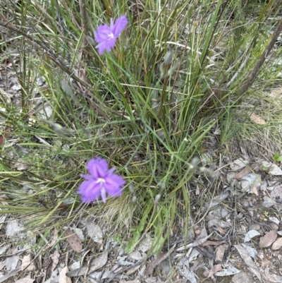 Thysanotus tuberosus subsp. tuberosus (Common Fringe-lily) at Aranda Bushland - 30 Nov 2022 by lbradley