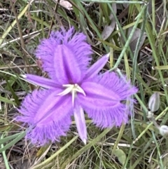 Thysanotus tuberosus subsp. tuberosus at Aranda, ACT - 30 Nov 2022