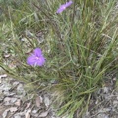 Thysanotus tuberosus subsp. tuberosus at Aranda, ACT - 30 Nov 2022