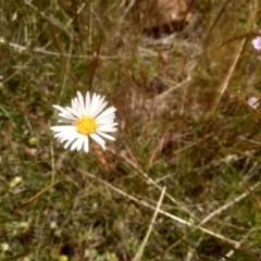 Brachyscome aculeata (Hill Daisy) at Glen Fergus, NSW - 29 Nov 2022 by mahargiani