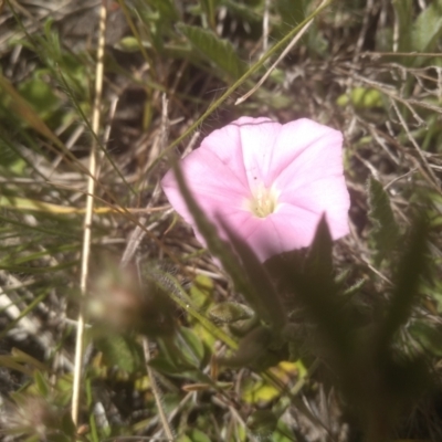 Convolvulus angustissimus (Pink Bindweed) at Glen Fergus, NSW - 29 Nov 2022 by mahargiani