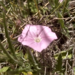 Convolvulus angustissimus at Glen Fergus, NSW - 29 Nov 2022