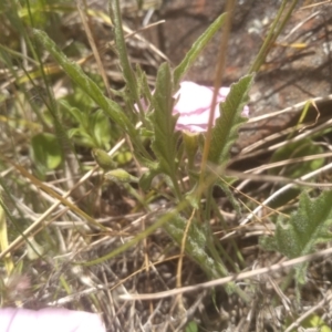 Convolvulus angustissimus at Glen Fergus, NSW - 29 Nov 2022