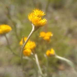 Chrysocephalum apiculatum at Glen Fergus, NSW - 29 Nov 2022