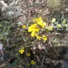 Hibbertia obtusifolia (Grey Guinea-flower) at Coornartha Nature Reserve - 29 Nov 2022 by mahargiani
