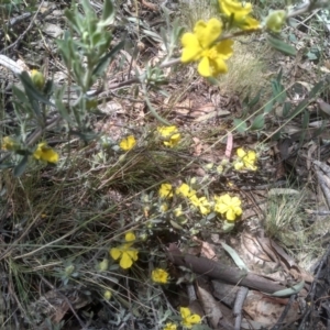 Hibbertia obtusifolia at Glen Fergus, NSW - 29 Nov 2022