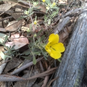 Hibbertia obtusifolia at Glen Fergus, NSW - 29 Nov 2022