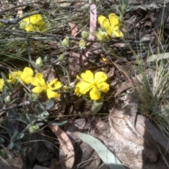 Hibbertia obtusifolia at Glen Fergus, NSW - 29 Nov 2022