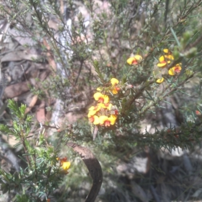 Dillwynia sericea (Egg And Bacon Peas) at Coornartha Nature Reserve - 29 Nov 2022 by mahargiani
