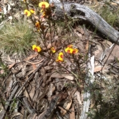 Dillwynia sericea at Glen Fergus, NSW - 29 Nov 2022