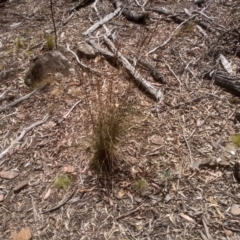 Rytidosperma pallidum (Red-anther Wallaby Grass) at Coornartha Nature Reserve - 29 Nov 2022 by mahargiani