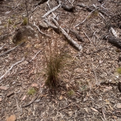 Rytidosperma pallidum (Red-anther Wallaby Grass) at Glen Fergus, NSW - 29 Nov 2022 by mahargiani