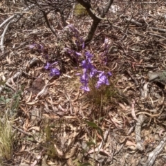 Veronica perfoliata (Digger's Speedwell) at Glen Fergus, NSW - 29 Nov 2022 by mahargiani