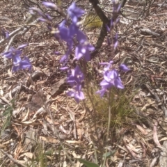 Veronica perfoliata at Glen Fergus, NSW - 29 Nov 2022