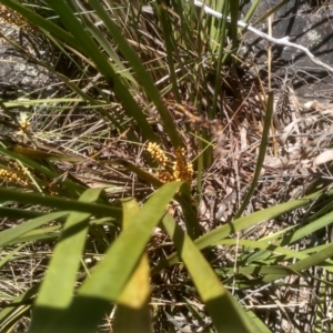 Lomandra longifolia at Glen Fergus, NSW - 29 Nov 2022 01:43 PM