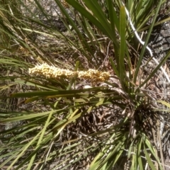 Lomandra longifolia at Glen Fergus, NSW - 29 Nov 2022 01:43 PM