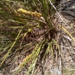 Lomandra longifolia at Glen Fergus, NSW - 29 Nov 2022 01:43 PM