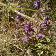 Ajuga australis (Austral Bugle) at Glen Fergus, NSW - 29 Nov 2022 by mahargiani