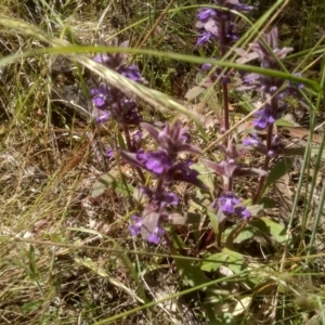 Ajuga australis at Glen Fergus, NSW - 29 Nov 2022