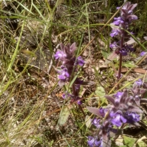 Ajuga australis at Glen Fergus, NSW - 29 Nov 2022