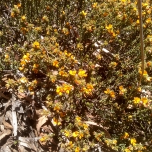 Pultenaea procumbens at Glen Fergus, NSW - 29 Nov 2022