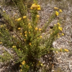 Ozothamnus obcordatus (Grey Everlasting) at Glen Fergus, NSW - 29 Nov 2022 by mahargiani