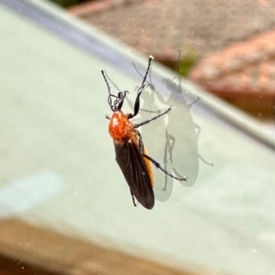 Bibio imitator (Garden maggot) at Aranda, ACT - 29 Nov 2022 by KMcCue