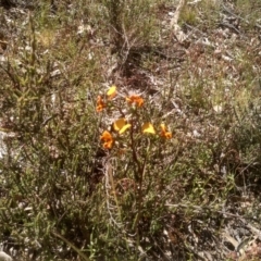 Diuris semilunulata (Late Leopard Orchid) at Glen Fergus, NSW - 29 Nov 2022 by mahargiani