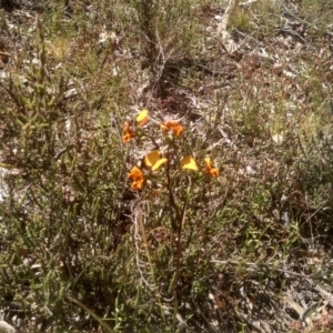 Diuris semilunulata at Glen Fergus, NSW - suppressed