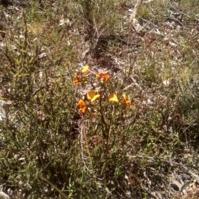 Diuris semilunulata (Late Leopard Orchid) at Glen Fergus, NSW - 29 Nov 2022 by mahargiani