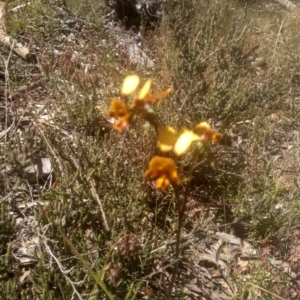 Diuris semilunulata at Glen Fergus, NSW - 29 Nov 2022