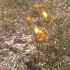 Diuris semilunulata at Glen Fergus, NSW - 29 Nov 2022