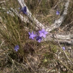 Wahlenbergia sp. (Bluebell) at Glen Fergus, NSW - 29 Nov 2022 by mahargiani