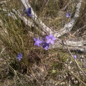 Wahlenbergia sp. at Glen Fergus, NSW - 29 Nov 2022