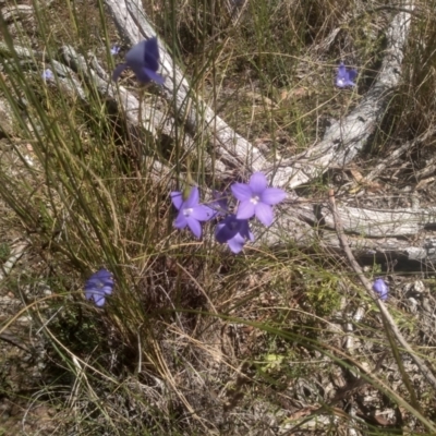 Wahlenbergia sp. (Bluebell) at Glen Fergus, NSW - 29 Nov 2022 by mahargiani