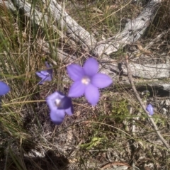 Wahlenbergia sp. at Glen Fergus, NSW - 29 Nov 2022 02:17 PM