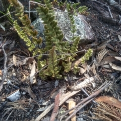 Cheilanthes distans (Bristly Cloak Fern) at Coornartha Nature Reserve - 29 Nov 2022 by mahargiani