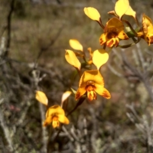 Diuris semilunulata at Glen Fergus, NSW - 29 Nov 2022