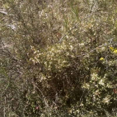 Brachyloma daphnoides (Daphne Heath) at Coornartha Nature Reserve - 29 Nov 2022 by mahargiani